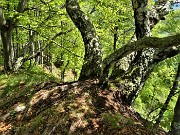 28 Betulle e faggi in Cima di Muschiada